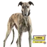 VIRNA, cane femmina da adottare