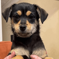 Robin, female dog to adopt