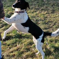 Liebevolle Nela sucht ihr Zuhause, Hündin zur Adoption