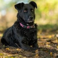 Charmante Lexi sucht ihr Zuhause, Hündin zur Adoption