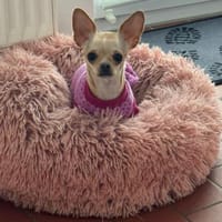 Kleiner kecker lebensfroher Bailey, Hund zur Adoption