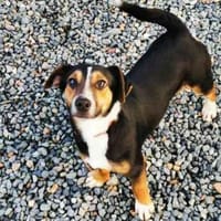 Lolka su. sportl. Besitzer, Hund zur Adoption