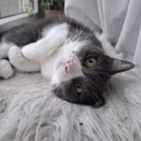 GABI, Katze zur Adoption