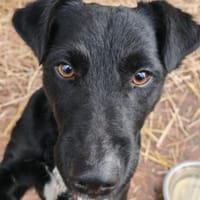 Fredo sprüht vor Lebensfreude, Hund zur Adoption