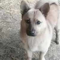 Tedy hatt keine guten Start, Hund zur Adoption