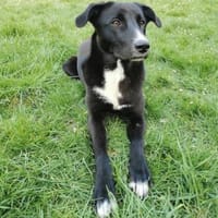 Kara - sanfte, verschmuste Hündin, Hündin zur Adoption