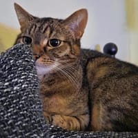 STELLA, Katze zur Adoption