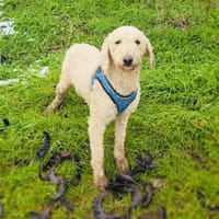 Jaqui ein Lagotto Romagnole, Hündin zur Adoption