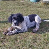 ❤Alfi-wird ein ganz Großer..., Hund zur Adoption