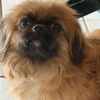 Zuckersüße Pepples, Hündin zur Adoption