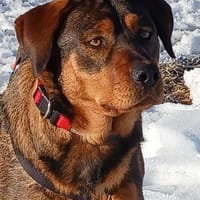 Zauberhafte fröhliche Jette, Hündin zur Adoption