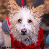 Turpi1 sucht einen Gnadenplatz, Hund zur Adoption