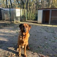 Erfahrene Zweibeiner gesucht, Hund zur Adoption