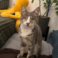 Blinder verspielter Smokey, Kater zur Adoption
