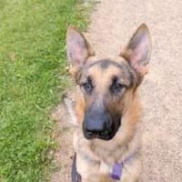 Bandito - ein Rohdiamant, Hund zur Adoption