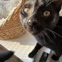 Marta & Marla suchen Spielplatz, Katze zur Adoption