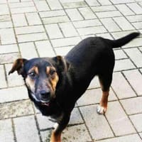 Bolka, braucht Auslastung, Hund zur Adoption