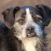 Tips - aufgeweckter, kleiner Rüde, Hund zur Adoption