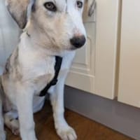 Lulu jetzt Luna 53 cm (Pflegestelle), Hündin zur Adoption