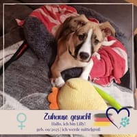 Lilly - süsse Junghündin trifft ins Herz, Hündin zur Adoption