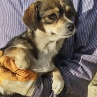 Dulca jetzt Peppa 36 cm (Pflegestelle), Hündin zur Adoption