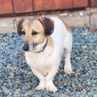 Peggy, freundliche Dackelhündin, Hündin zur Adoption