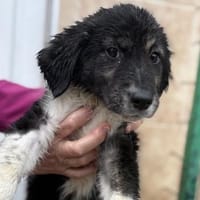 Nena - Aufgeschlossene, tolle Welpin, Hündin zur Adoption