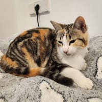 Junges Katzenmädchen Lulú, Katze zur Adoption