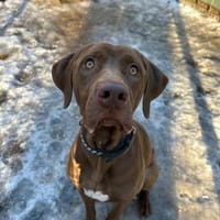 JACK, freundliches Powerpaket, Hund zur Adoption