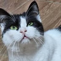 ROSI - SOS in 76835 Hainfeld!, Katze zur Adoption