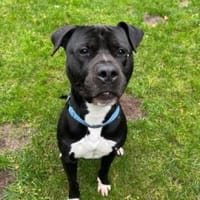 Paco, Bollerkopf mit Herz :-), Hund zur Adoption