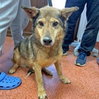 Hansi wartet noch auf sein Glück, Hund zur Adoption