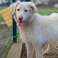 Queen ist eine Überlebende, Hündin zur Adoption