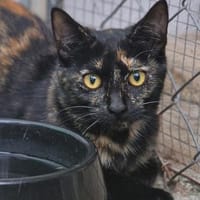 Liebe, junge Katze Aster, Katze zur Adoption