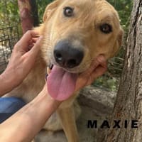 🐾❤ MAXI, liebenswertes Hundemädchen, Hündin zur Adoption