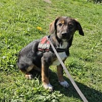 Codin, verspielter Welpe sucht Zuhause, Hund zur Adoption