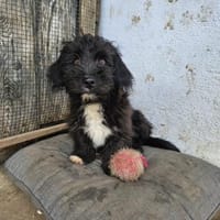 Japser - Zuhause gesucht!, Hund zur Adoption