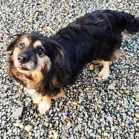 Buddy, ein Mischling aus Rumänien, Hund zur Adoption