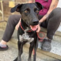 Fonzo, Hund zur Adoption