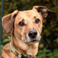 OSANO - erobert die Herzen im Sturm, Hund zur Adoption