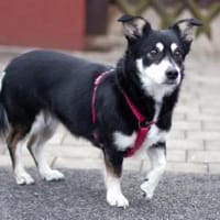 JESSYMAUS - süßer, kleiner Spatz, Hündin zur Adoption