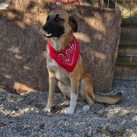 Omleta, Junghund sucht neues Zuhause, Hund zur Adoption