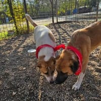 Omleta, Junghund sucht neues Zuhause, Hund zur Adoption