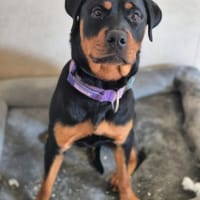 Nova, Hündin zur Adoption