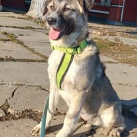 Misty, lieber,offener Welpe sucht Zuhaus, Hündin zur Adoption