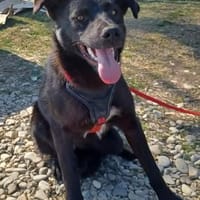 Luna, verspieltes Hundemädchen sucht Zuh, Hündin zur Adoption