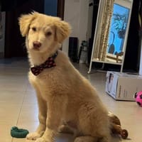 Rocky, lieber Welpe sucht Zuhause, Hund zur Adoption