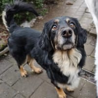 Kiara bereits auf PS in Bayern, Hündin zur Adoption