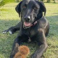 COLA  sozial und unbedarft, Hündin zur Adoption