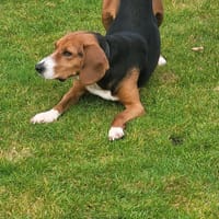 Lissi - Hundemama sucht Dich, Hündin zur Adoption